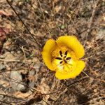 Calochortus clavatus Flower