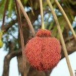 Parkia biglobosa പുഷ്പം