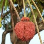 Parkia biglobosa Flower