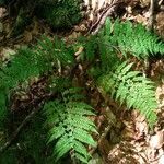 Dryopteris intermedia Hoja
