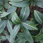 Sanchezia oblonga Leaf