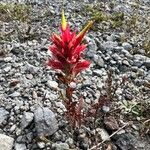 Castilleja miniata Flor