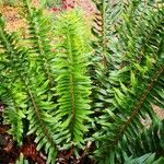 Polystichum lonchitis Foglia