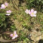 Sabatia campestris Alkat (teljes növény)