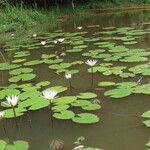 Nymphaea ampla Ліст