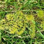 Meum athamanticum Leaf