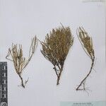 Ephedra gerardiana Kita