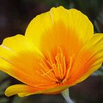 Eschscholzia lemmonii Flower