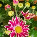 Tanacetum coccineum Fiore