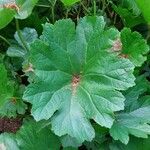 Darmera peltata Leaf