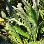 Echium asperrimum Leaf