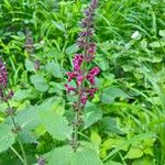 Stachys sylvaticaFlower