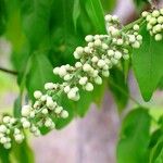 Talisia esculenta Blomst