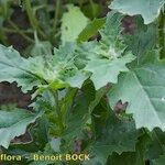 Chenopodiastrum murale Other