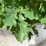 Quercus × rosacea Hoja