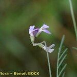 Astragalus austriacus Other