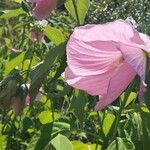 Hibiscus striatus Blomst