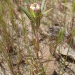 Polygala arenaria Хабит