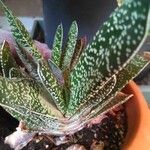 Gasteria obliqua ᱥᱟᱠᱟᱢ