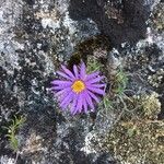 Machaeranthera tanacetifolia Flor