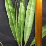 Elaphoglossum tonduzii Annet