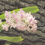 Aerides odorata Blomma