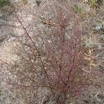 Artemisia scoparia Hábitos