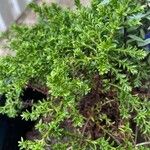 Hebe cupressoides 葉