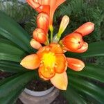 Clivia nobilis Květ