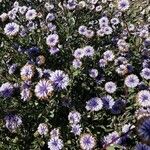 Globularia alypum Habit