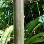 Allium schubertii പുറംതൊലി