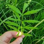 Cicuta virosa Leaf