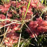 Drosera brevifolia Ліст