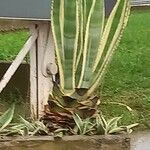 Agave americana Blad