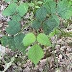 Hylodesmum glutinosum Blatt