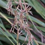 Cymbopogon nardus Flower