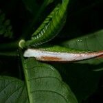 Psychotria panamensis Bark