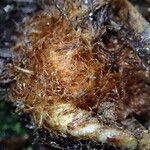 Dryopteris pentheri Sonstige