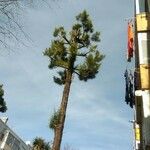 Araucaria angustifolia Hábito