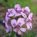 Pelargonium graveolens 花