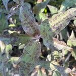 Tinantia pringlei Leaf