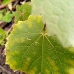 Abutilon hirtum Fuelha