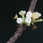 Pleiocarpa pycnantha Flower