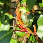 Photinia glabra Blomma