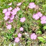 Dianthus sylvestris ᱛᱟᱦᱮᱸ