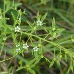 Thesium linophyllon Flower