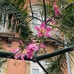 Ceiba speciosa Kwiat