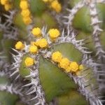 Euphorbia polyacantha 花