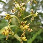 Grammatophyllum speciosum Blomst