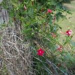 Ipomoea quamoclitFlower